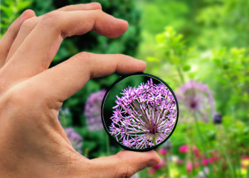 examining a plant up close